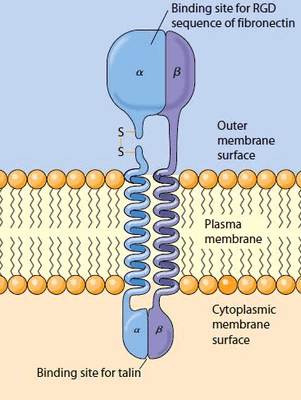 Cтроение молекулы интегрина