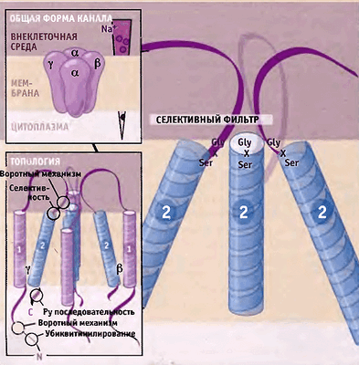 Эпителиальные Na+-каналы