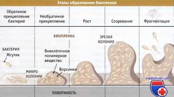Этапы образования биопленки