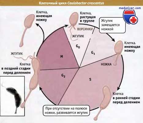 Клеточный цикл Caulobacter crescentus