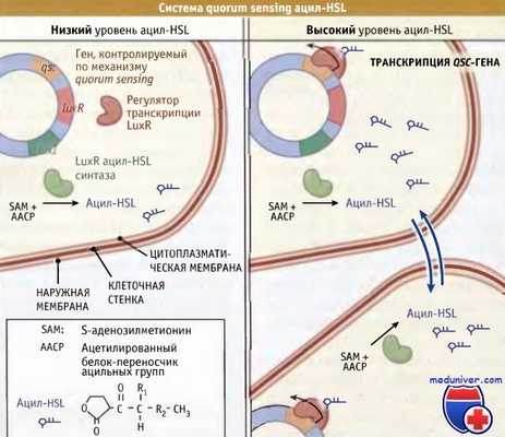 Система Quorum sensing ацил-HSL