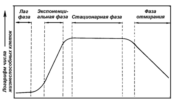 Особенности размножения бактерий
