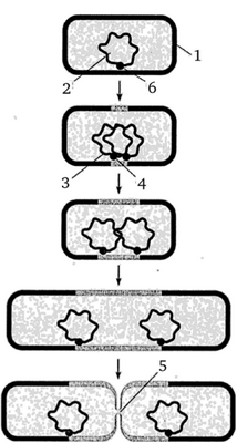 Деление бактериальной клетки