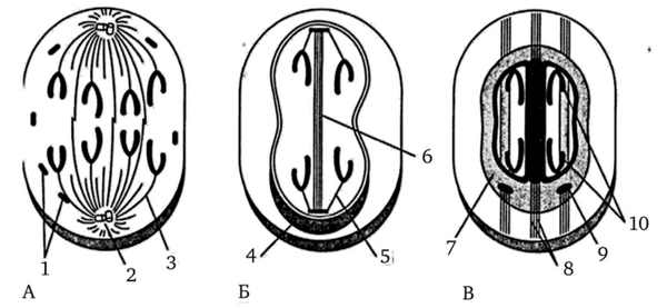 Различные формы деления клеток