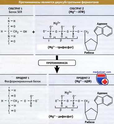 Протеинкиназы