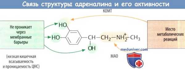 Структура адреналина и его активность