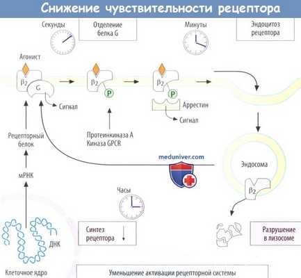 Снижение чувствительности рецептора