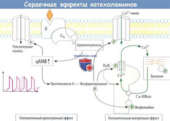 Влияние катехоламинов на сердце