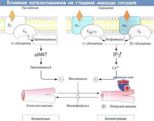Влияние катехоламинов на мышцы сосудов