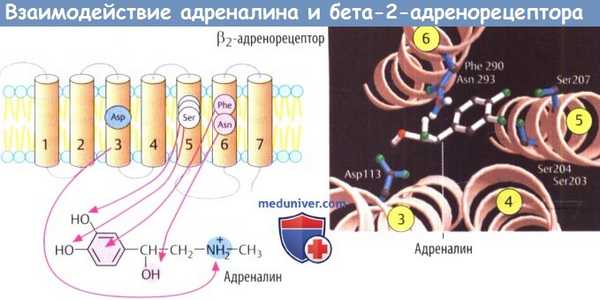 Взаимодействие адреналина и бета-2-адренорецептора