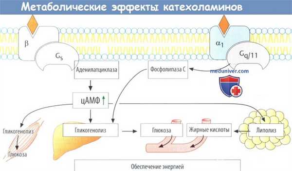 Метаболические эффекты катехоламинов