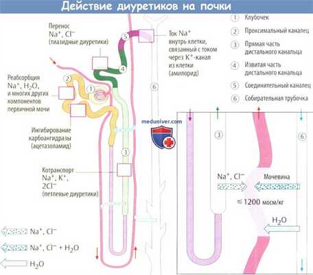 Действие диуретиков на почки