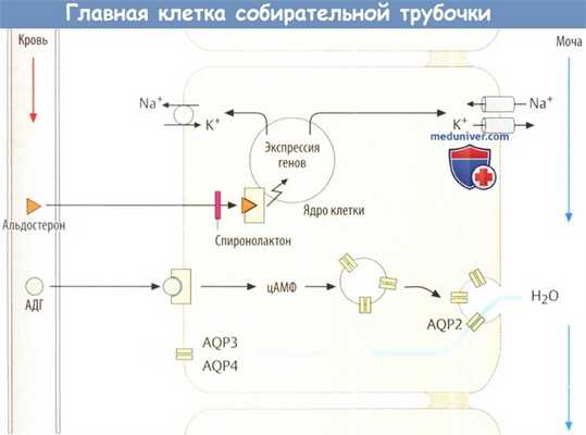 Главная клетка собирательной трубочки