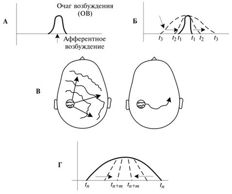 Схема иррадиации и концентрации возбуждения в коре больших полушарий