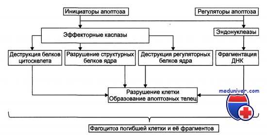 реализация программы апоптоза