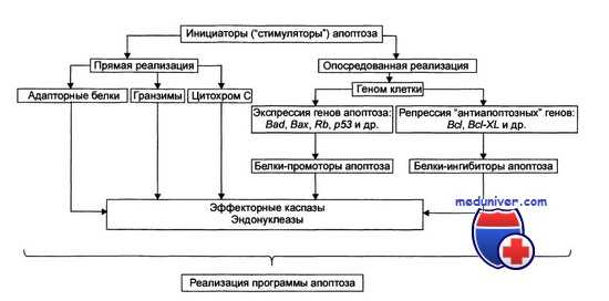 программирование апоптоза