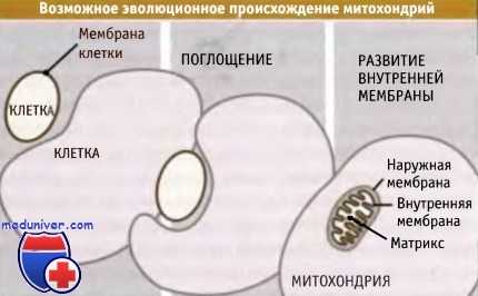 Происхождение митохондрий