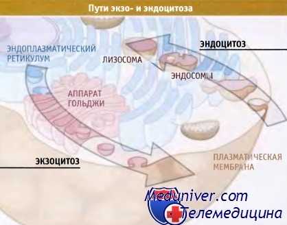 Пути экзо- и эндоцитоза
