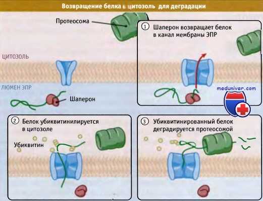 Возвращение белка в цитозоль для деградации