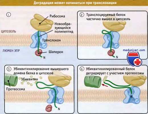 Деградация белка