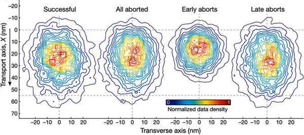 Карта плотности позиций груза внутри канала поры для «счастливчиков» (Successful), всех «неудачников» вместе (All aborted), «ранних неудачников» (Early aborts) и «поздних неудачников» (Late aborts). Изображение из обсуждаемой статьи в Nature