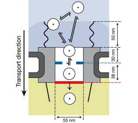 Ядерный транспорт. Груз может прямо пойти в канал поры либо вначале соединиться с филаментами (волнистые линии), которые его туда направят. После этого ему нужно преодолеть сужение в начале канала (голубые выступы), а затем добраться до молекул Ran (красная полоса), которые помогут ему попасть в ядро. Изображение из обсуждаемой статьи в Nature