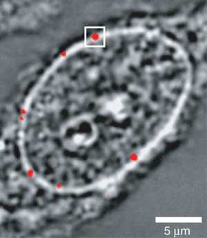 Квантовые точки входят в ядро. Изображение из обсуждаемой статьи в Nature