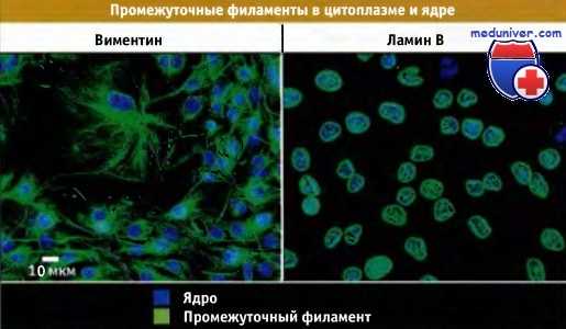 Промежуточные филаменты