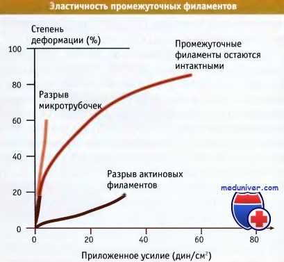Эластичность промежуточных филаментов