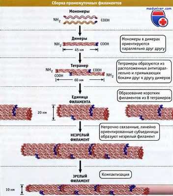 Сборка промежуточных филаментов