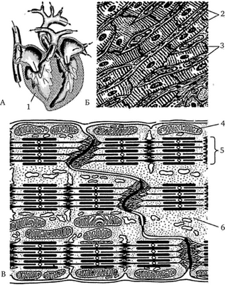 Сердечная поперечно-полосатая мышечная ткань