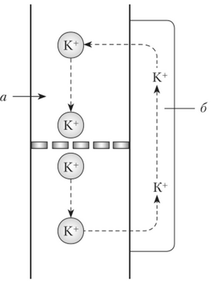 Возникновение электрического потенциала на ситовидной пластинке