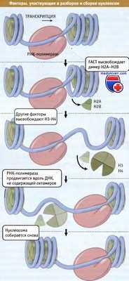 Факторы разборки-сборки нуклеосом