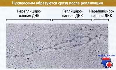 Нуклеосомы