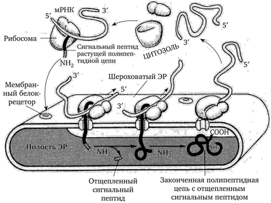 Синтез белка на гранулярном эндоплазматическом ретикулуме (по Б. Альберте и др., 1994)