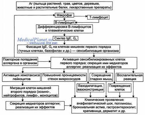 Патогенез аллергии первого типа