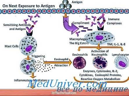 механизмы аллергических реакций