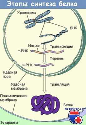 Этапы синтеза белка