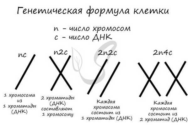 Генетическая формула клетки