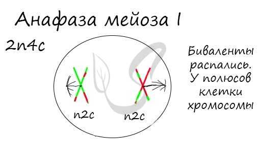 Анафаза мейоза I