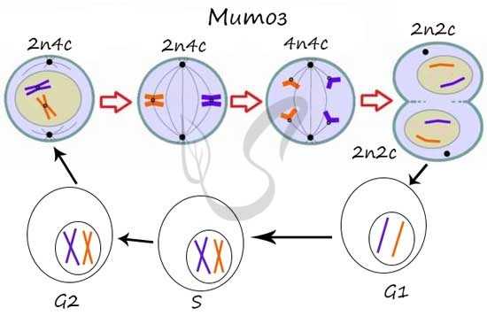 Фазы митоза
