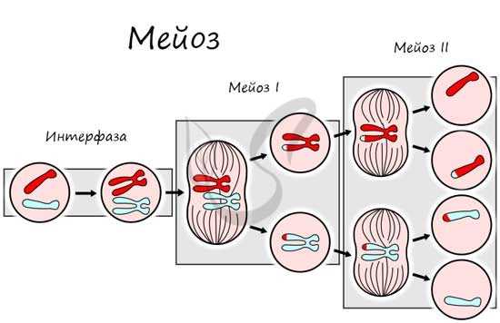 Мейоз