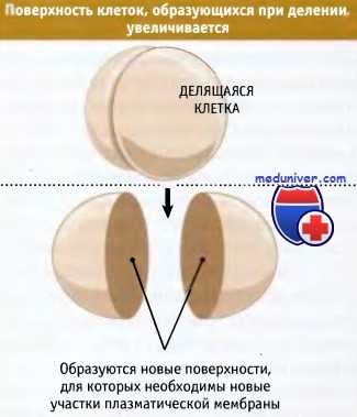 Поверхность клеток при делении