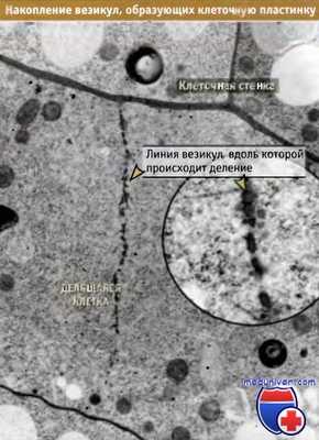 Накопление везикул