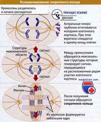 Позиционирование сократимого кольца