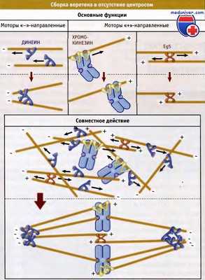 Сборка веретена деления без центросом