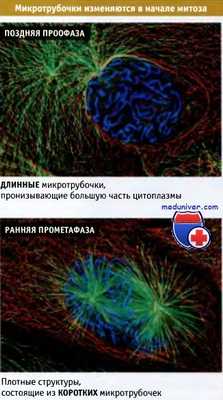 Микротрубочки при митозе