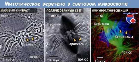 Митотическое веретено деления в световом микроскопе