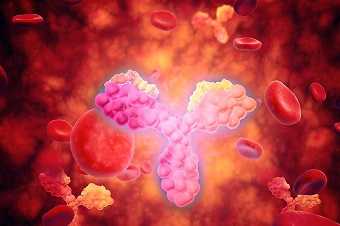 Антиядерные (антинуклеарные) антитела