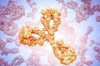 Антиядерные (антинуклеарные) антитела